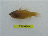 藏品(黃帶天竺鯛)的圖片